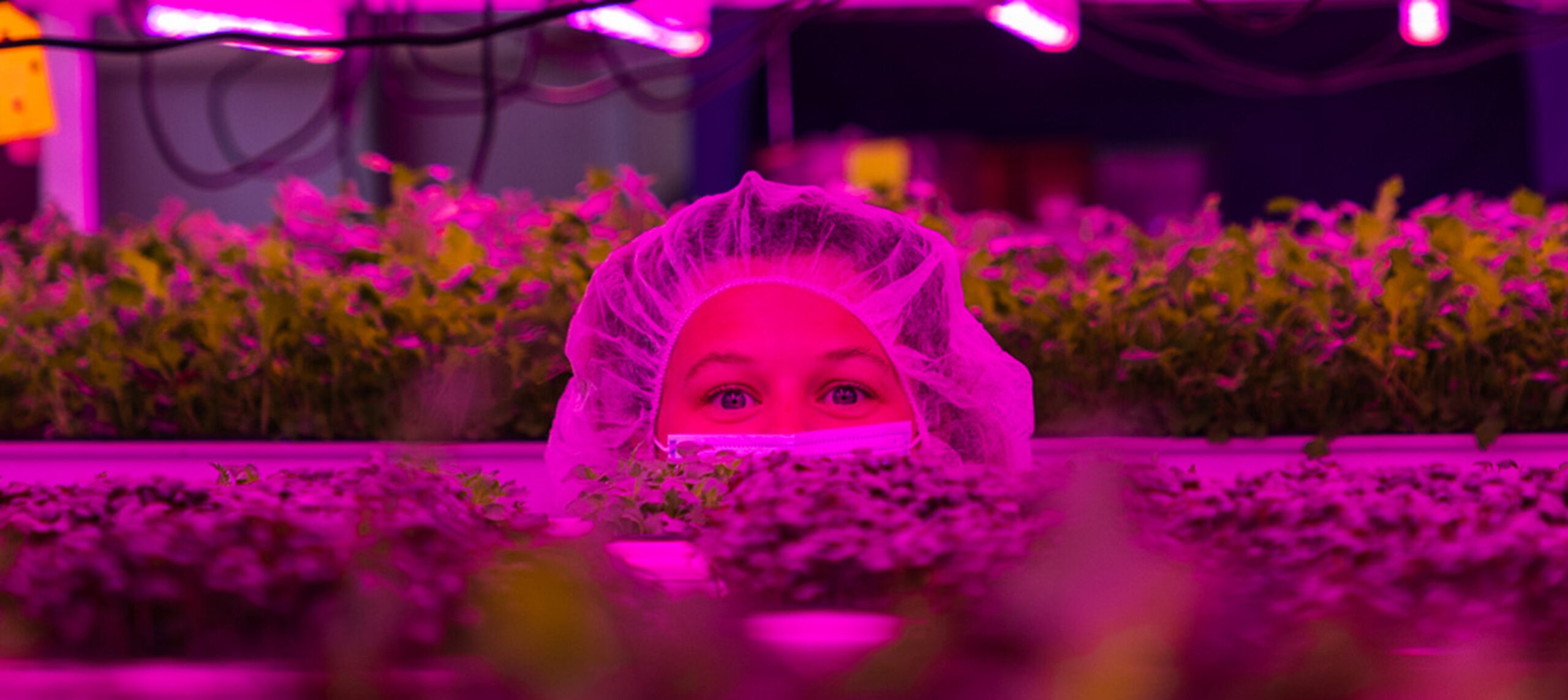close-up of head peaking out behind growing trays of microgreens