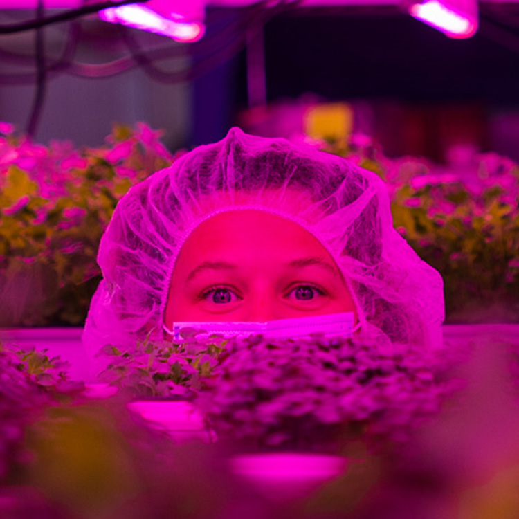 close-up of head peaking out behind growing trays of microgreens